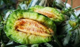 山东网红吃烧瓜,传统美食新风尚